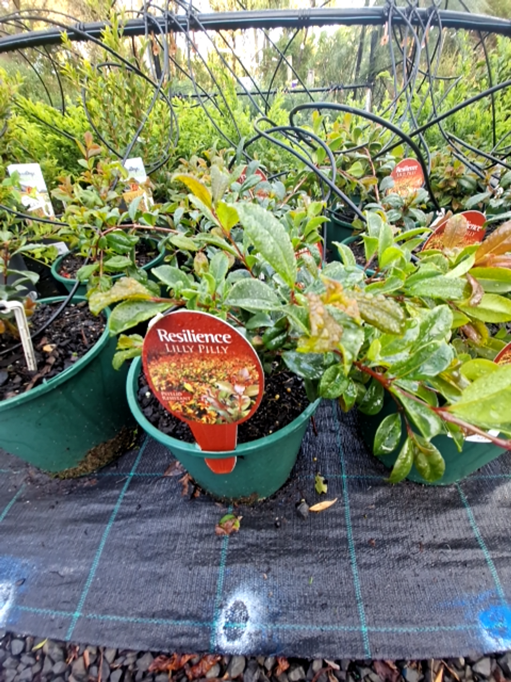 SYZYGIUM RESILIENCE (20CM)
