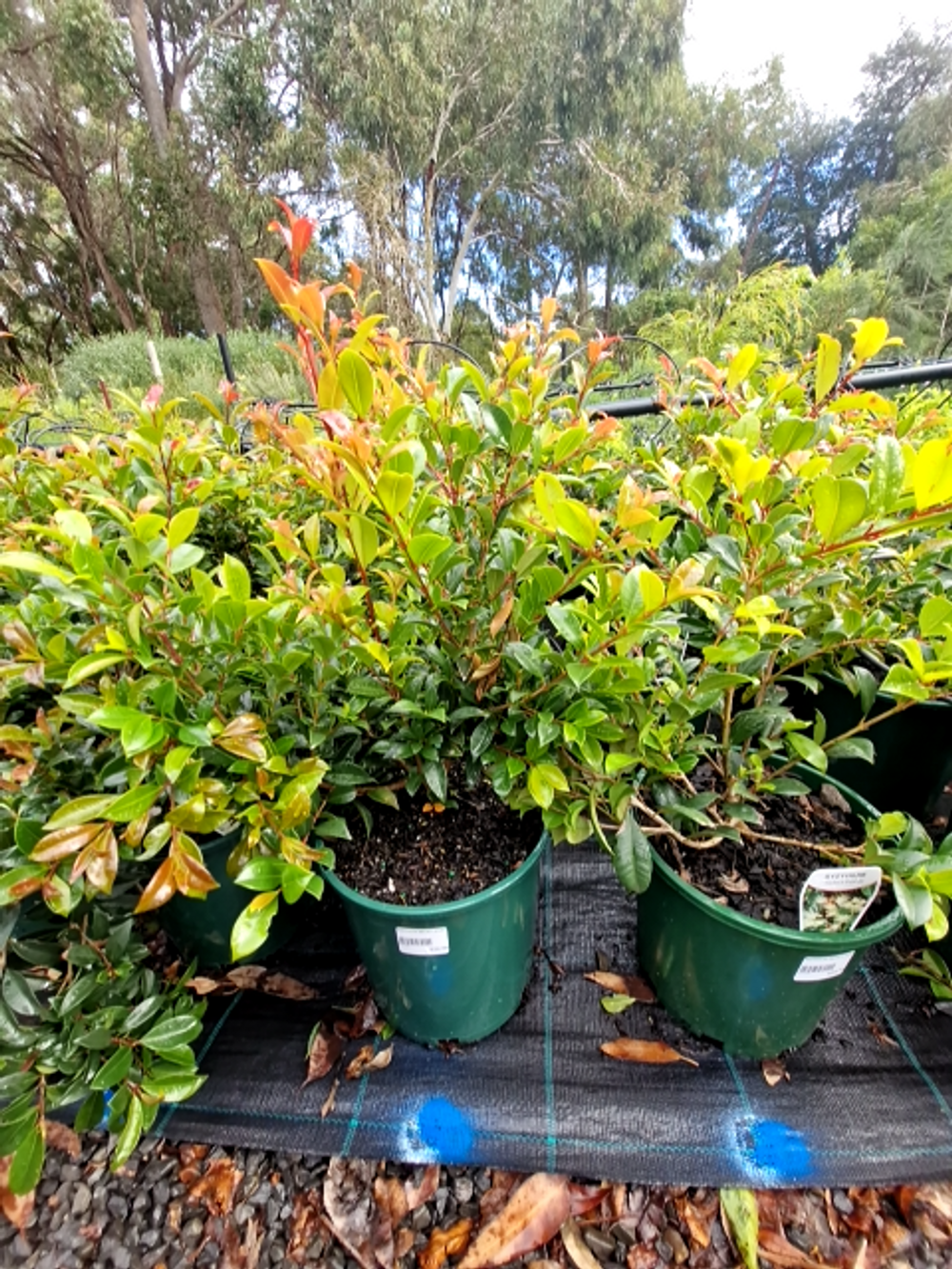 SYZYGIUM SELECT FORM (20CM)