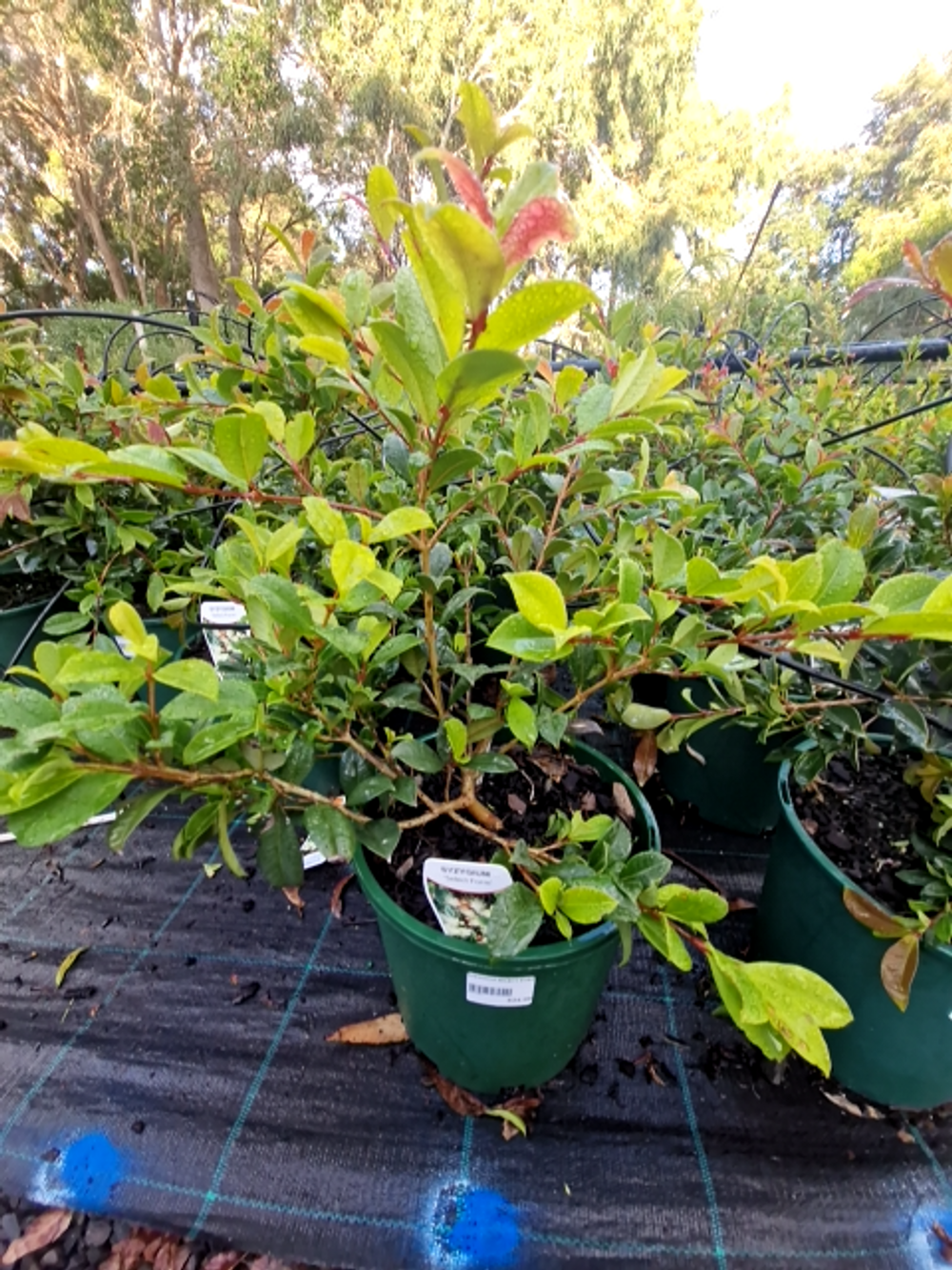 SYZYGIUM SELECT FORM (20CM)