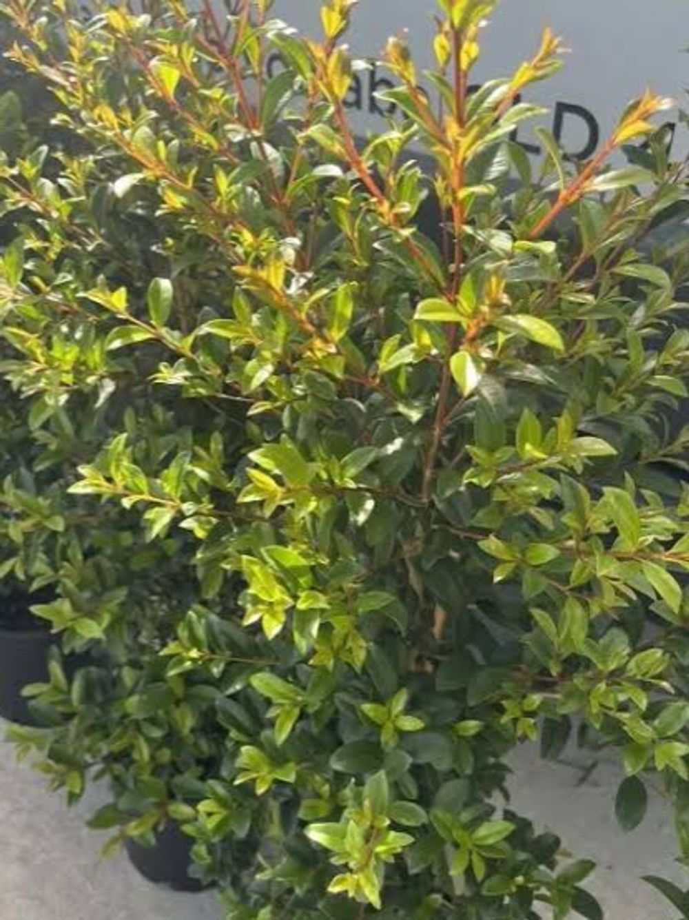 SYZYGIUM STRAIGHT AND NARROW (20CM)