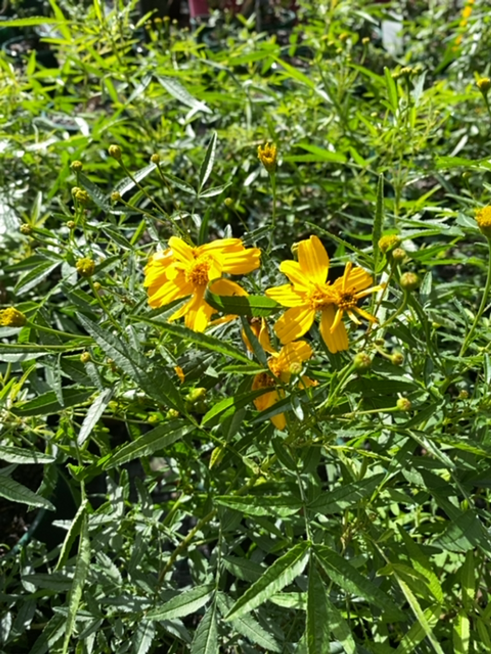 TAGETES LEMONNII MARIGOLD (14CM)