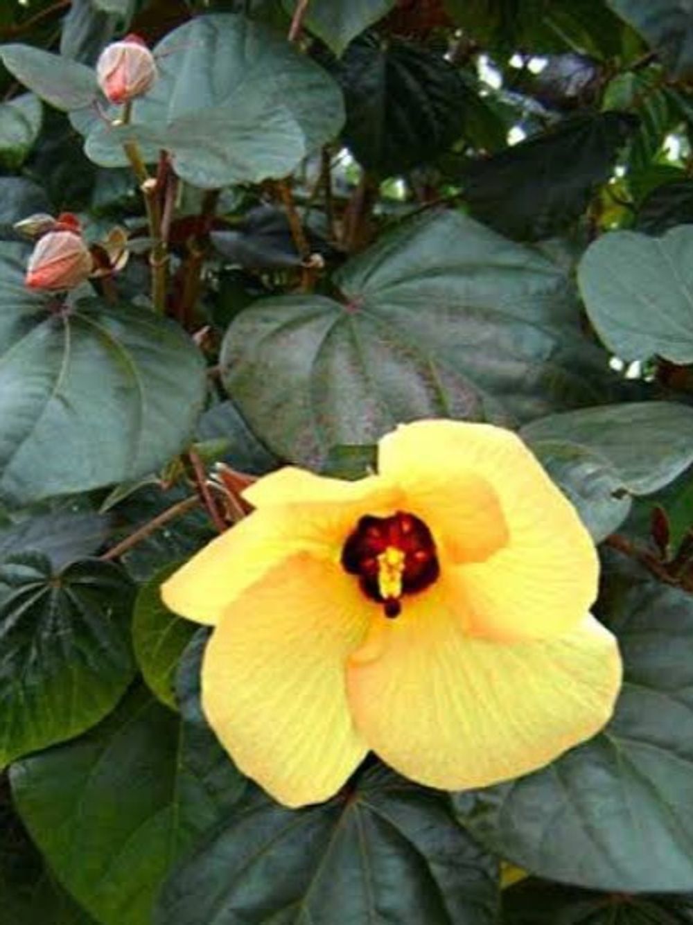 TALIPARITI COTTONWOOD HIBISCUS (20CM)