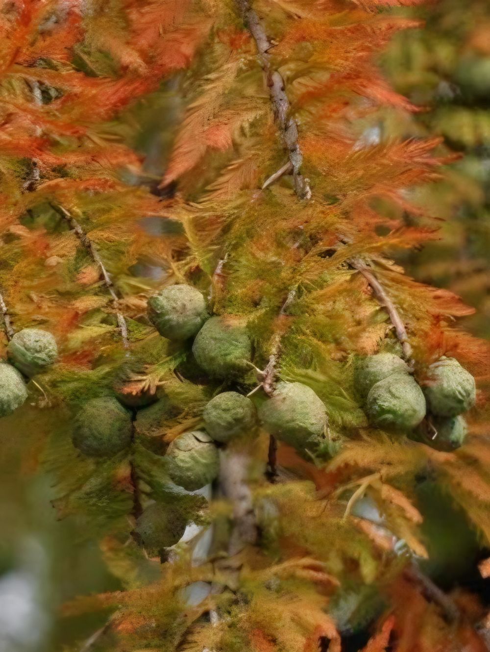 Taxodium distichum Swamp Cypress (45lt)