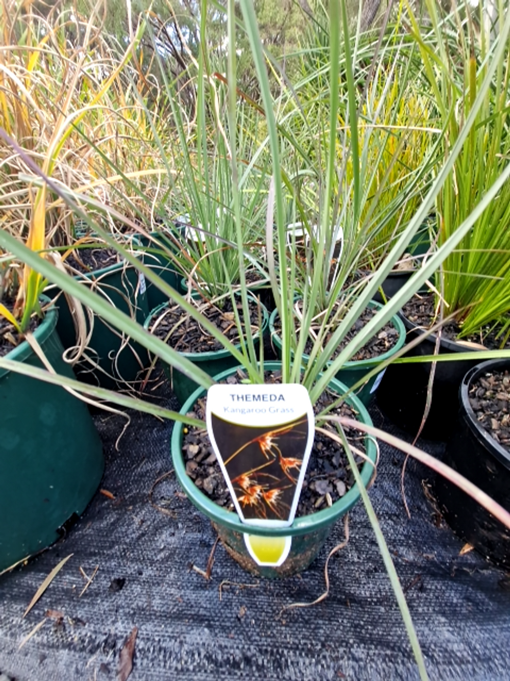 THEMEDA TRIANDRA KANGAROO GRASS (14CM)