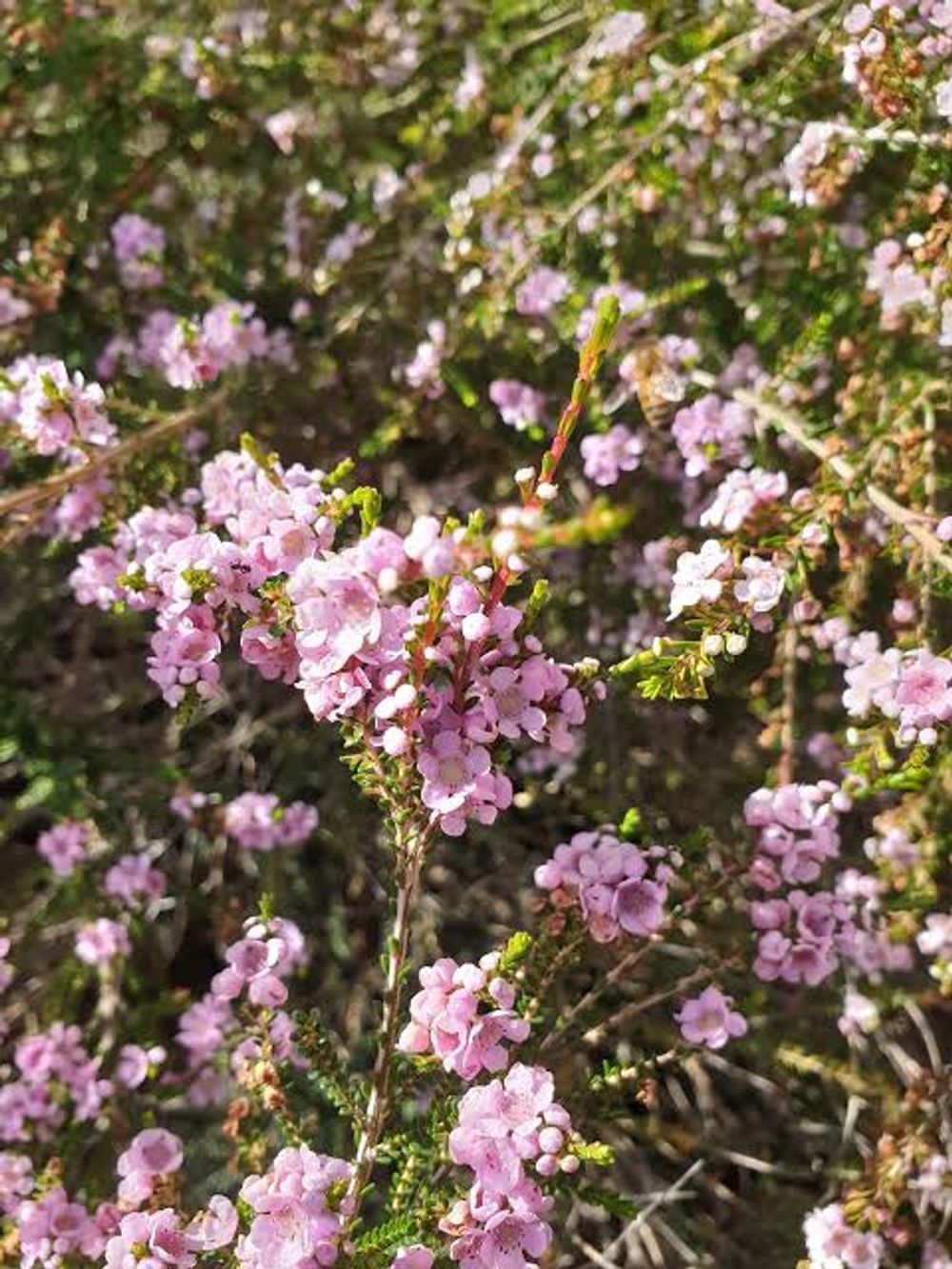 Thryptomene denticulata Pink (14cm)