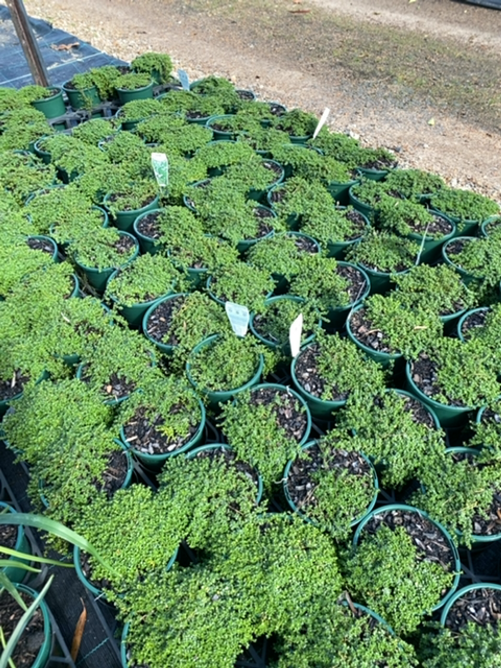 THYMUS CREEPING WHITE THYME (14CM)