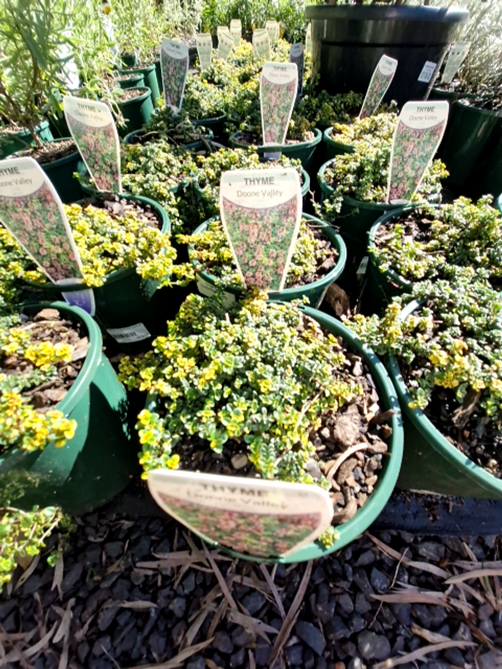 THYMUS DOONE VALLEY (14CM)