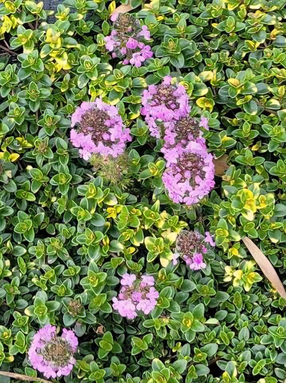 Thymus Doone Valley (14cm)