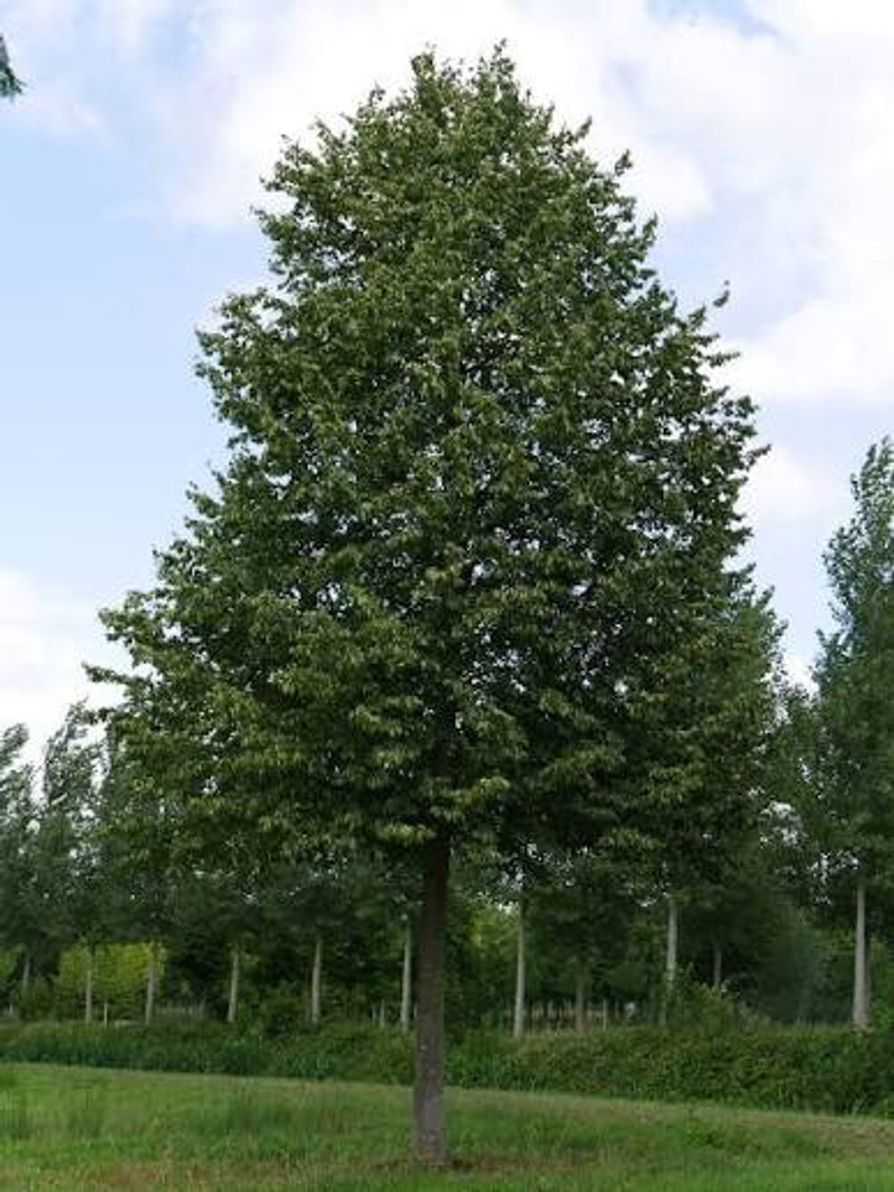Tilia cordata Greenspire (45lt)