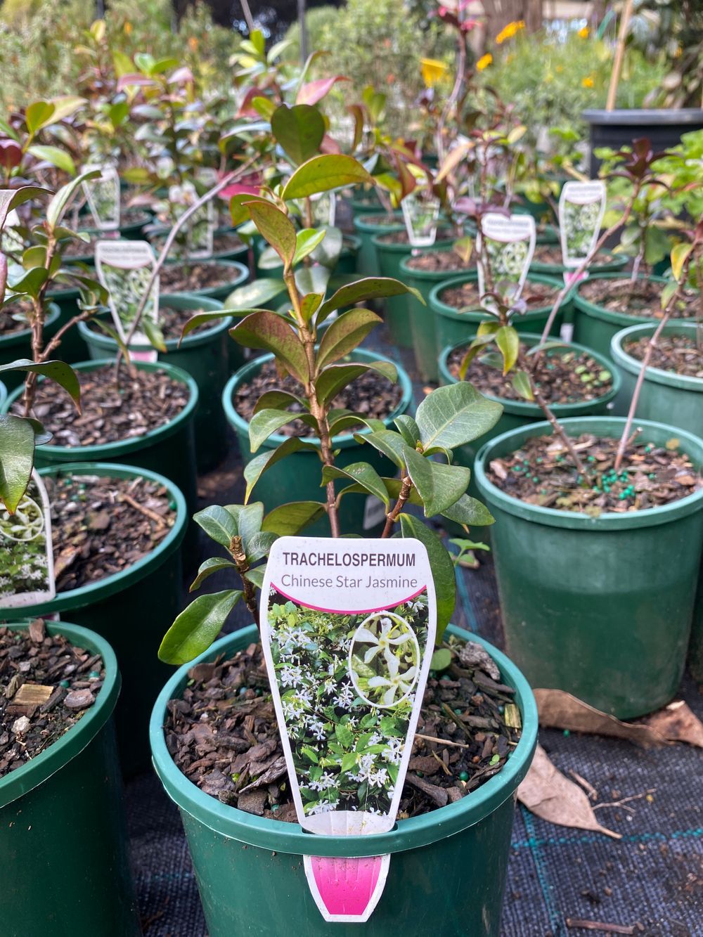 TRACHELOSPERMUM CHINESE STAR JASMINE (14CM)