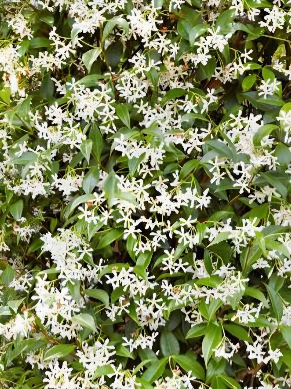 Trachelospermum jasminoides Chinese Star Jasmine (14cm)