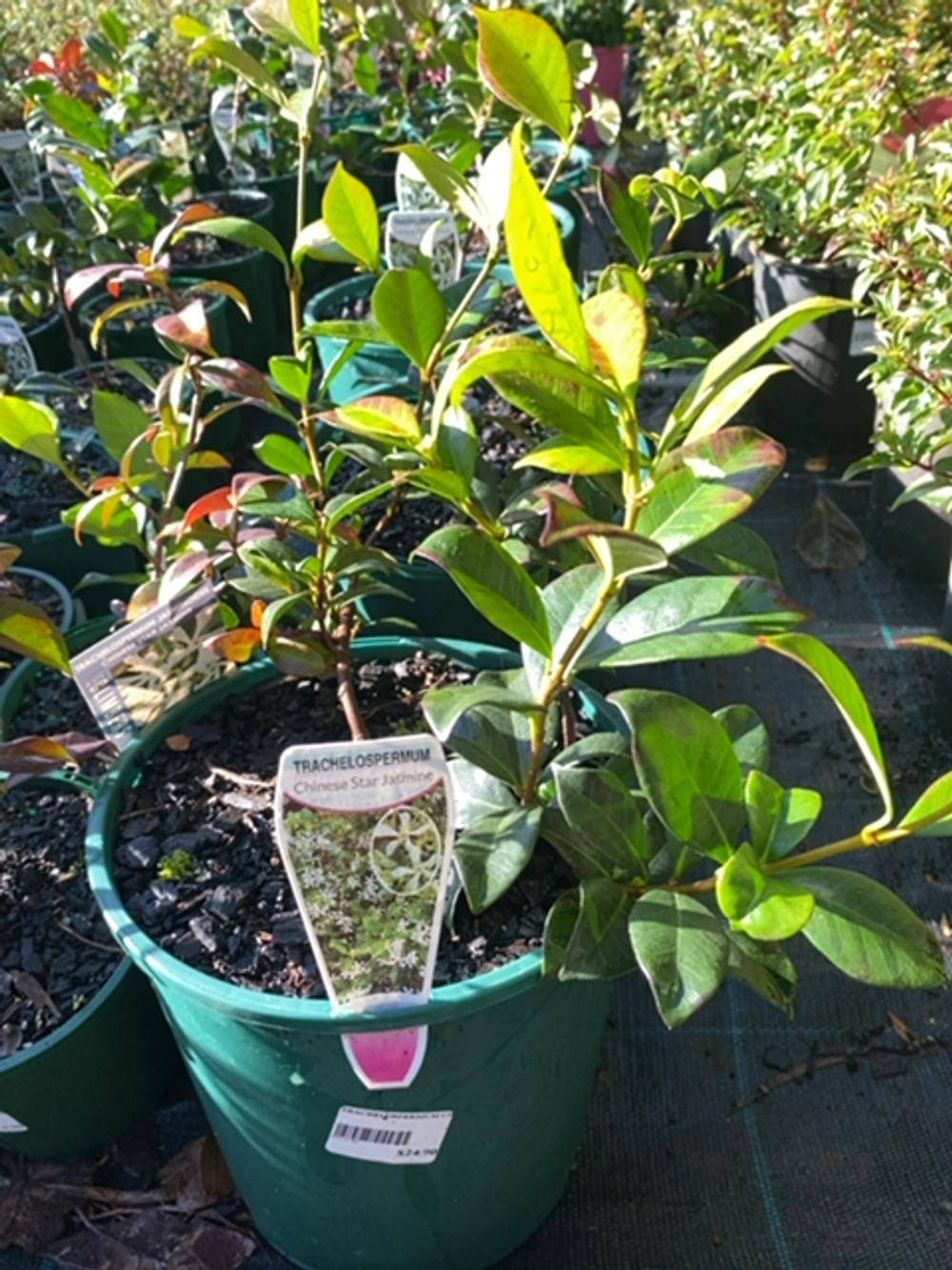 TRACHELOSPERMUM CHINESE STAR JASMINE (20CM)