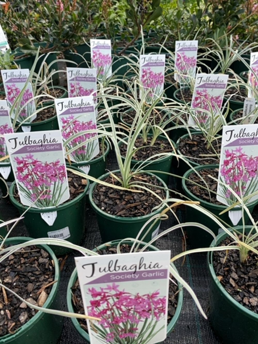 TULBAGHIA SOCIETY GARLIC VARIEGATED (14CM)