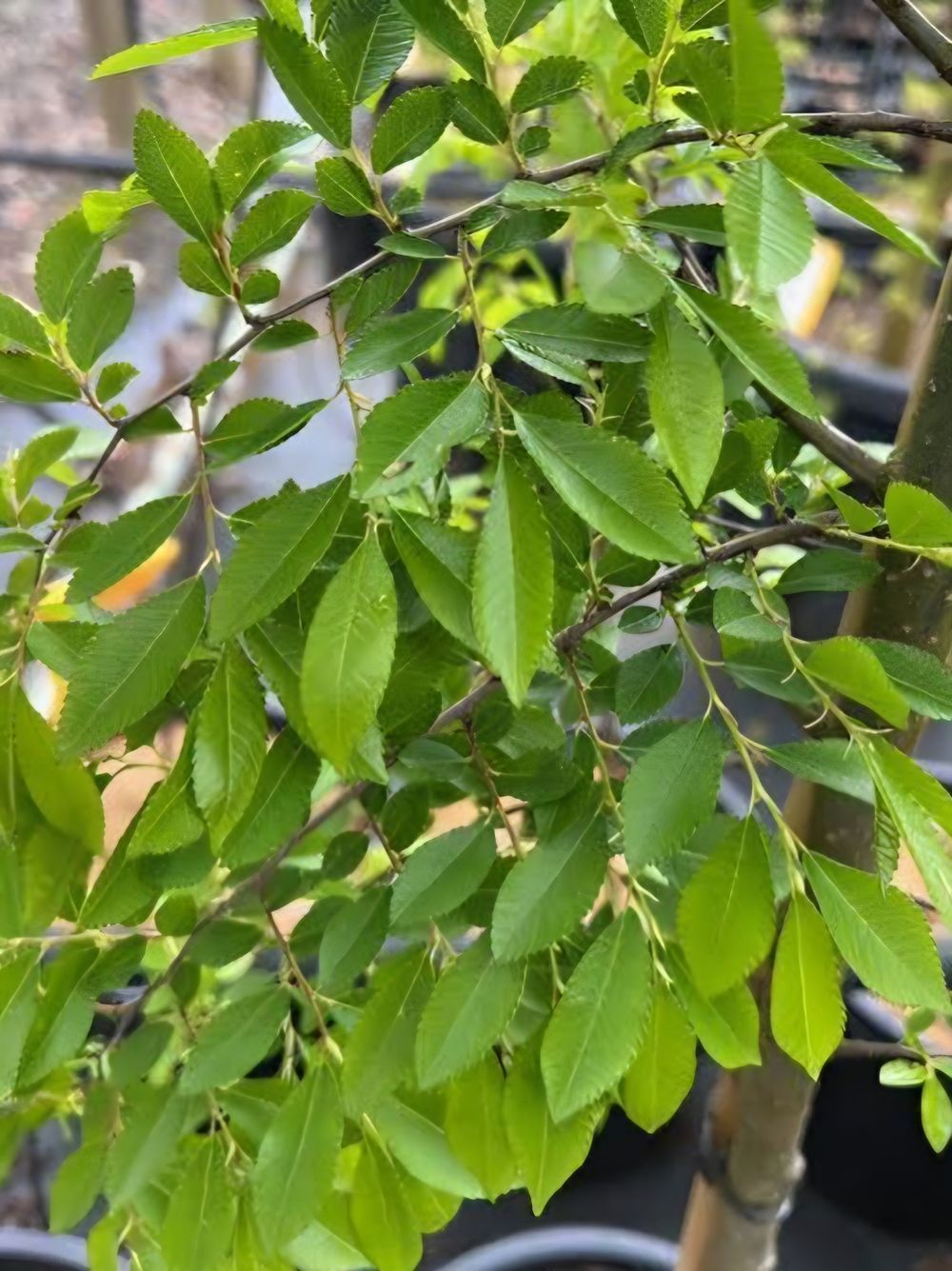 Ulmus parvifolia Chinese Elm (45lt)