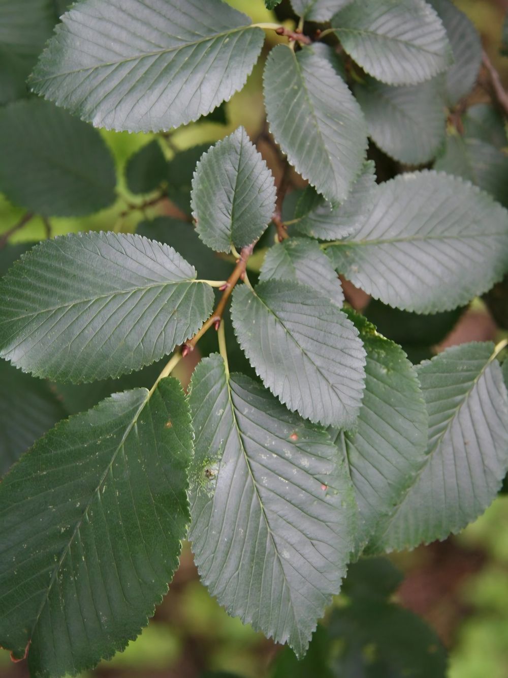 Ulmus procera English Elm (45lt)