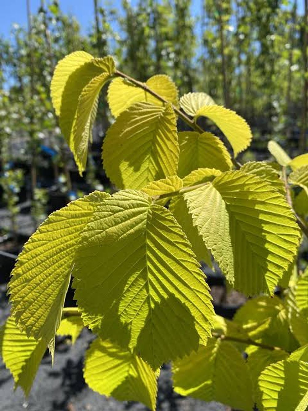 Ulmus glabra lutescens Golden Elm (45lt)