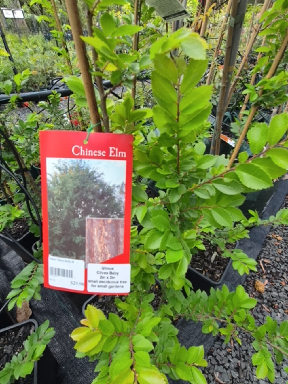 Ulmus parvifolia Murrays Form (45lt)