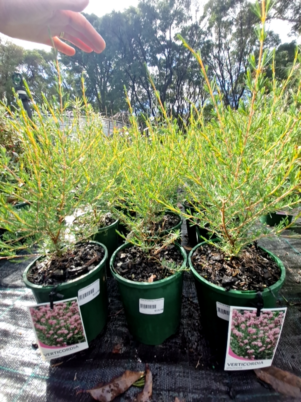 VERTICORDIA PLUMOSA (14CM)