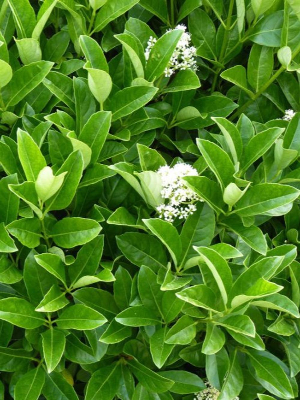 VIBURNUM DENSE FENCE PBR (20CM)