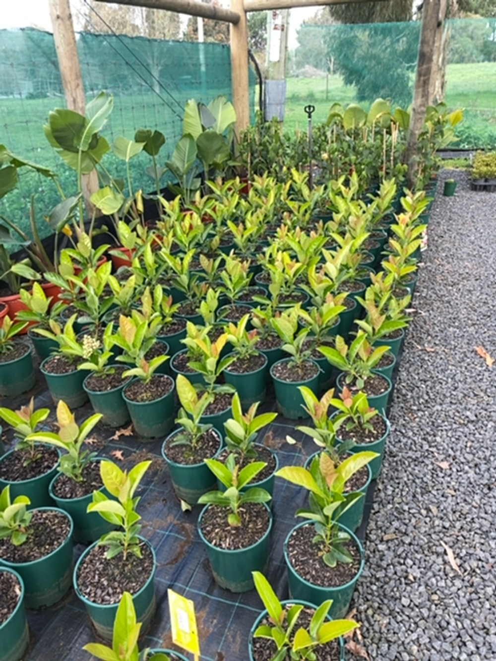 Viburnum odoratissimum Quick Fence PBR (20cm)