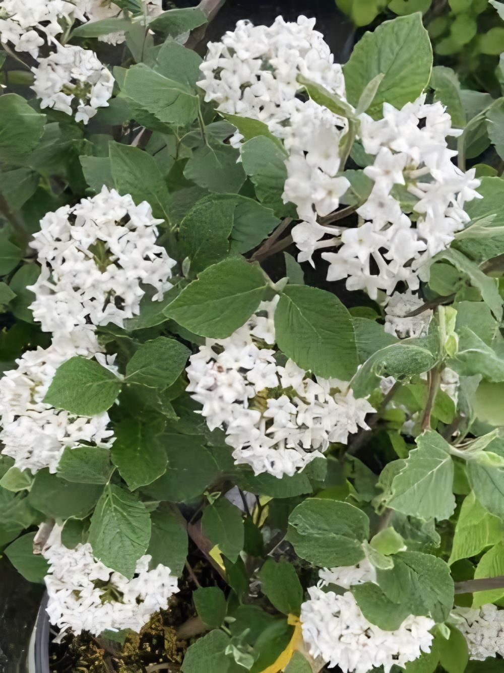 Viburnum carlesii Korean Spice (20cm)