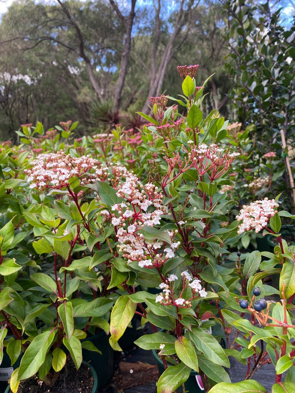 VIBURNUM TINUS LAURUSTINUS (14CM)
