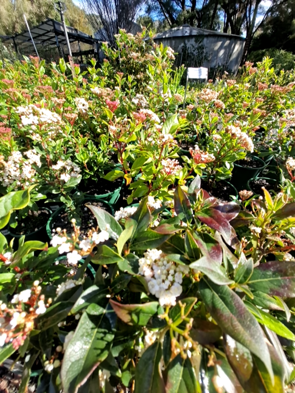 VIBURNUM TINUS LAURUSTINUS (20CM)