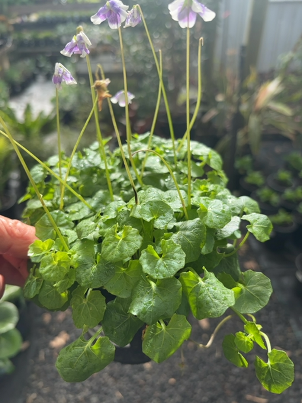 VIOLA NATIVE VIOLET HEDERACEAE (14CM)