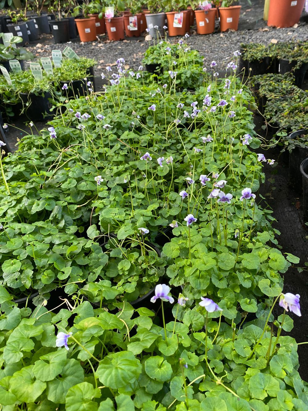 VIOLA NATIVE VIOLET HEDERACEAE (14CM)
