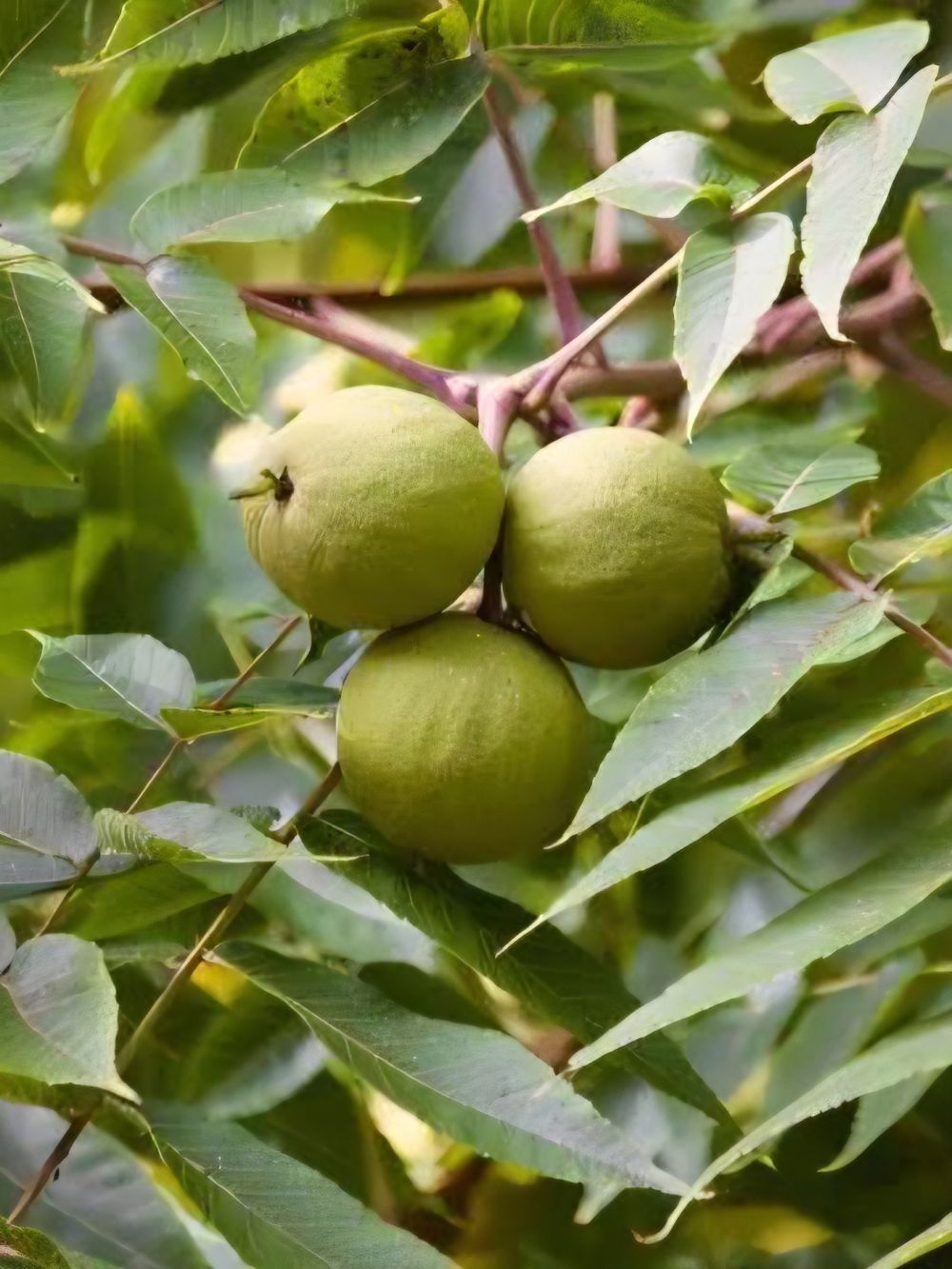 Walnut juglans nigra Black Walnut (35lt)