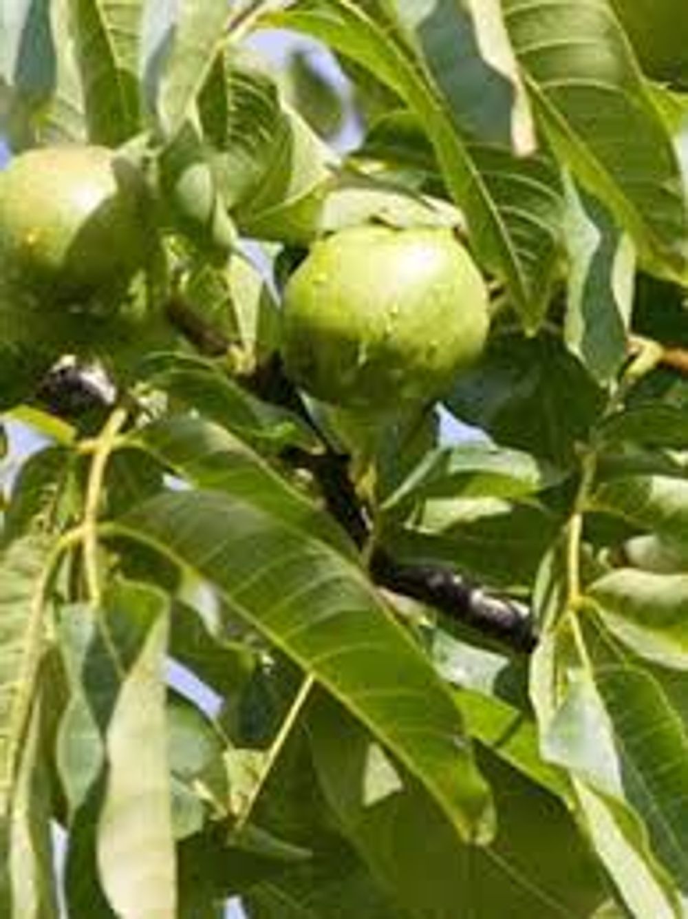 Walnuit Juglans regia English Walnut Short (35lt)