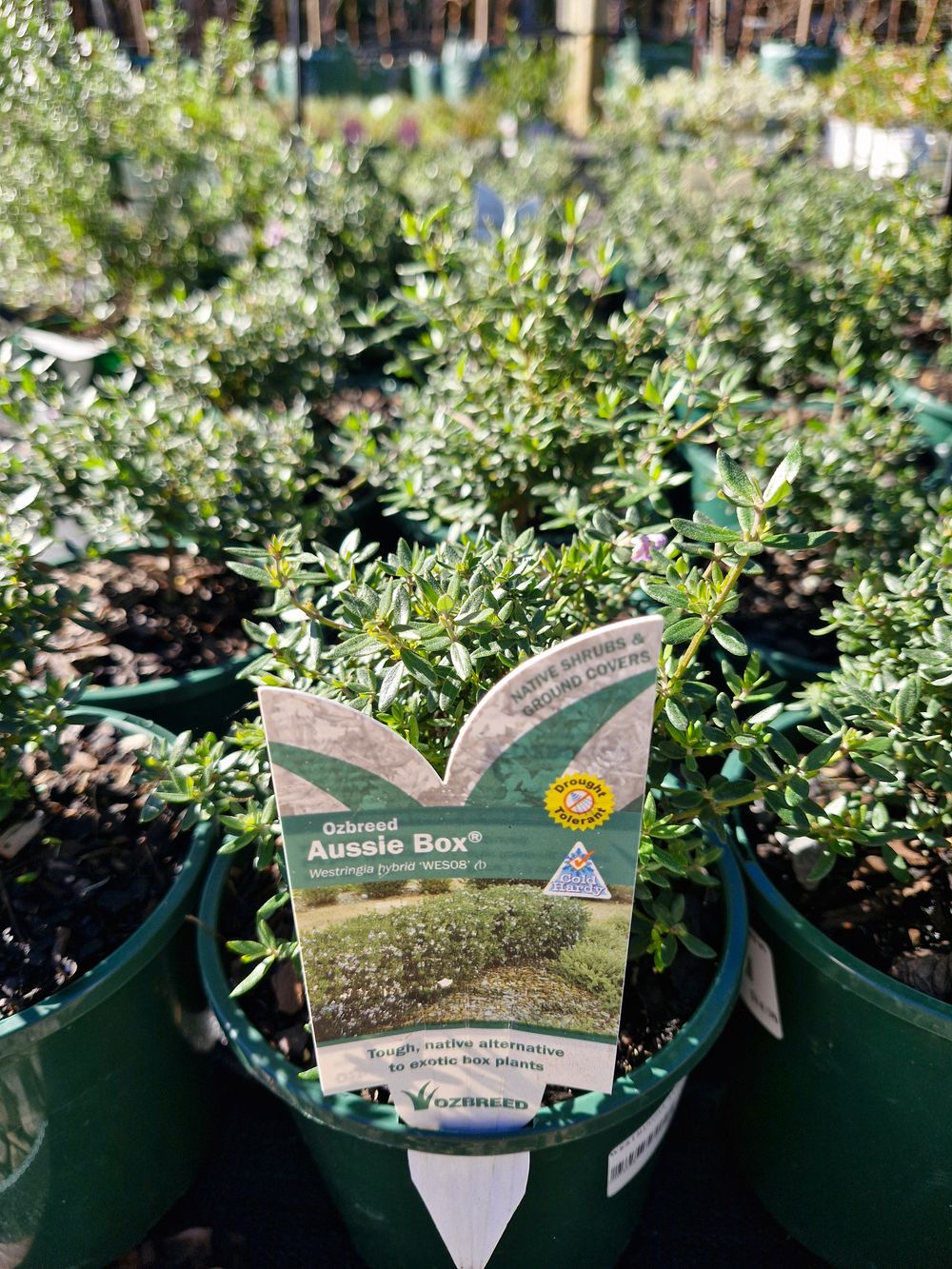 WESTRINGIA AUSSIE BOX (14CM)