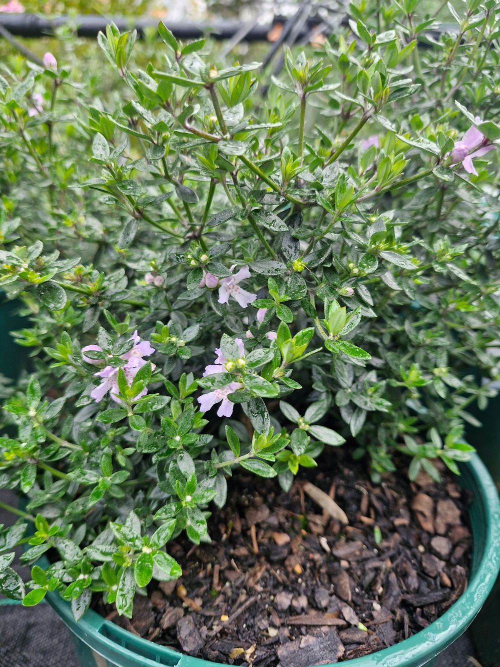 WESTRINGIA AUSSIE BOX (20CM)
