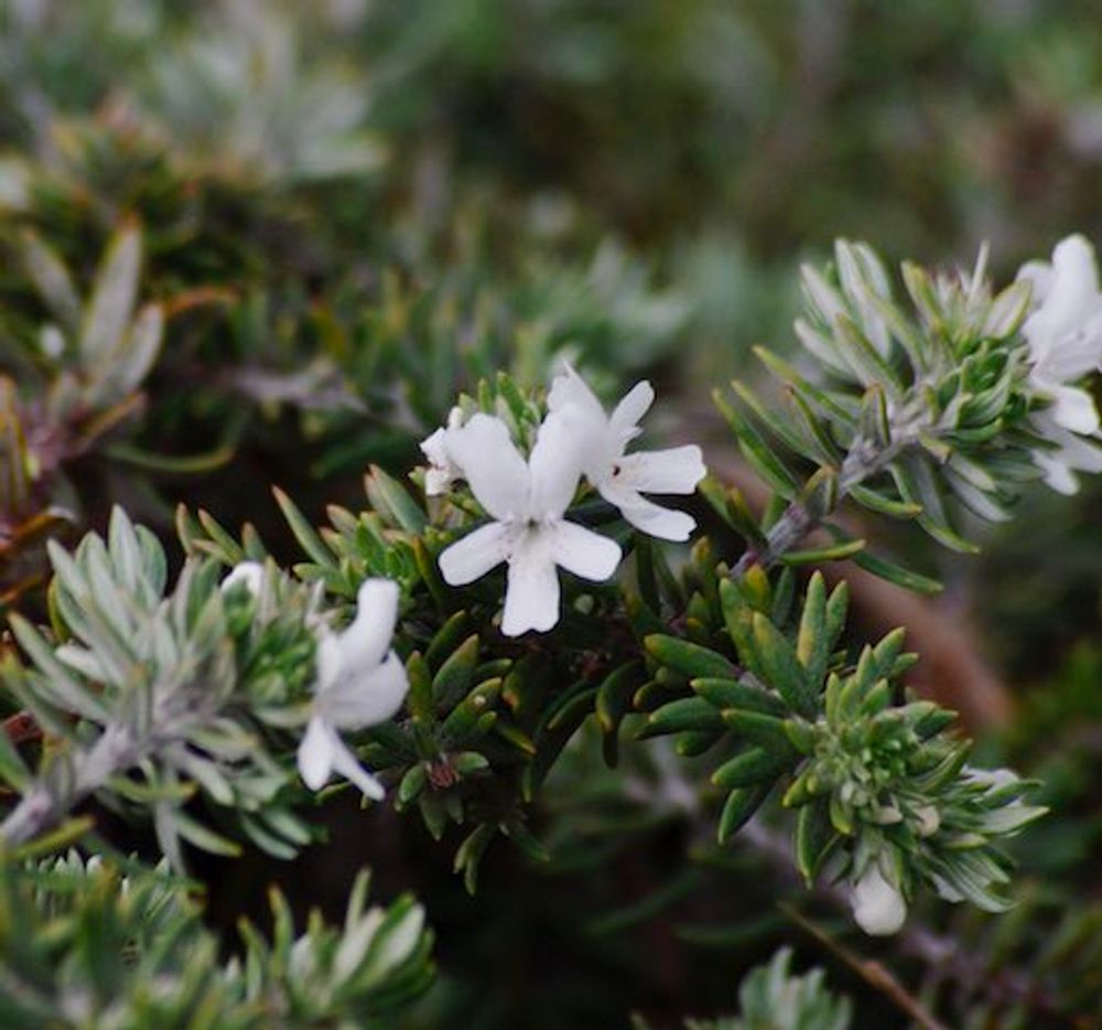 WESTRINGIA BULLI COASTAL (20CM)