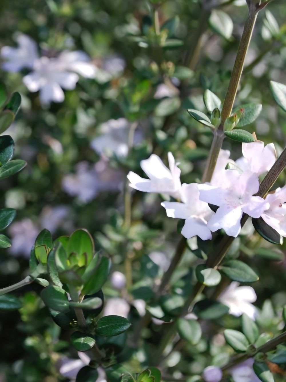 Westringia Edna Walling Rosemary (20cm)