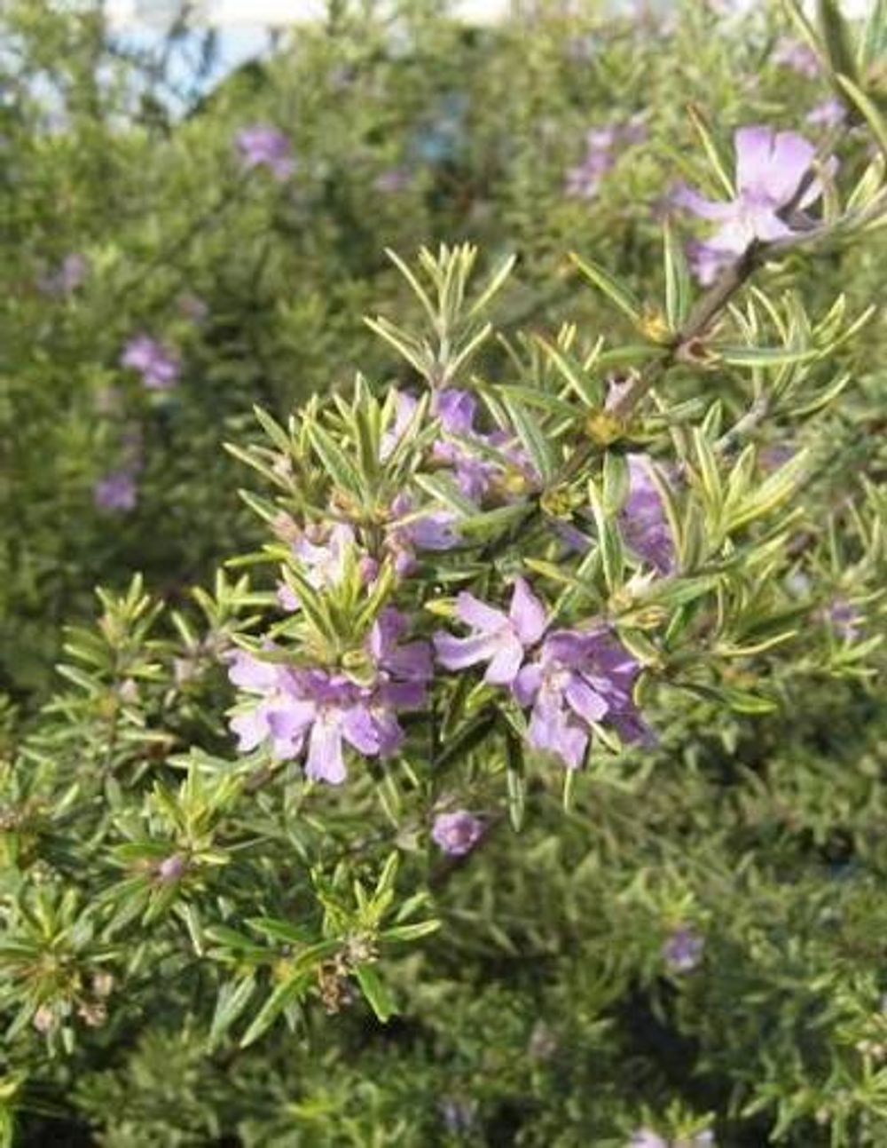 Westringia Lilac and Lace (20cm)