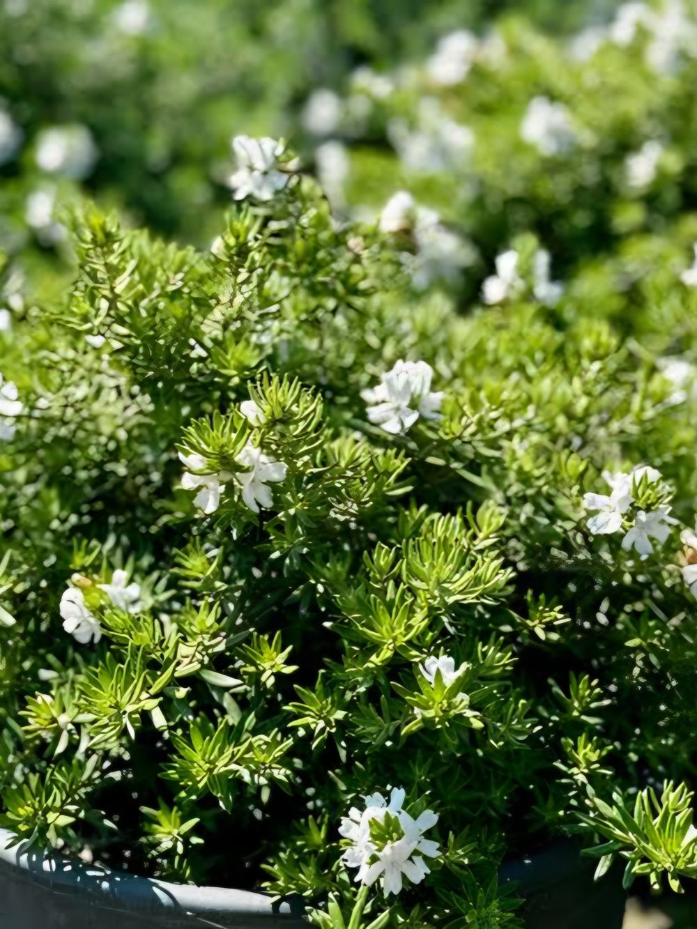 Westringia Low Horizon TM (20cm)