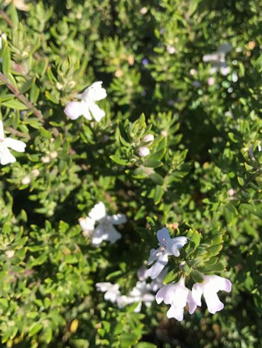 Westringia fruticosa Shortcut (20cm)