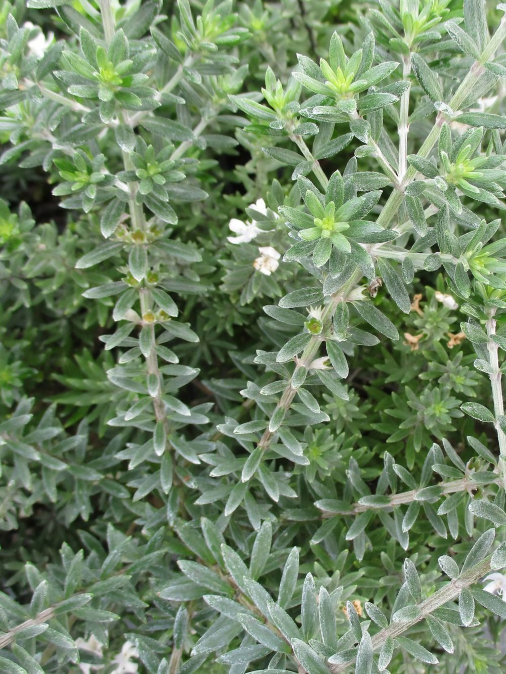 Westringia Silver Lining (14cm)
