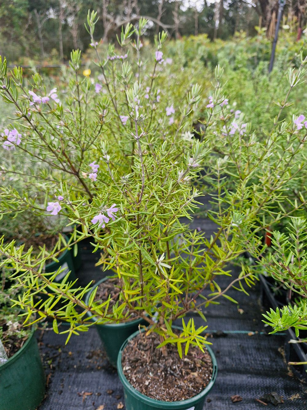 WESTRINGIA WYNABBIE GEM NANA (14CM)