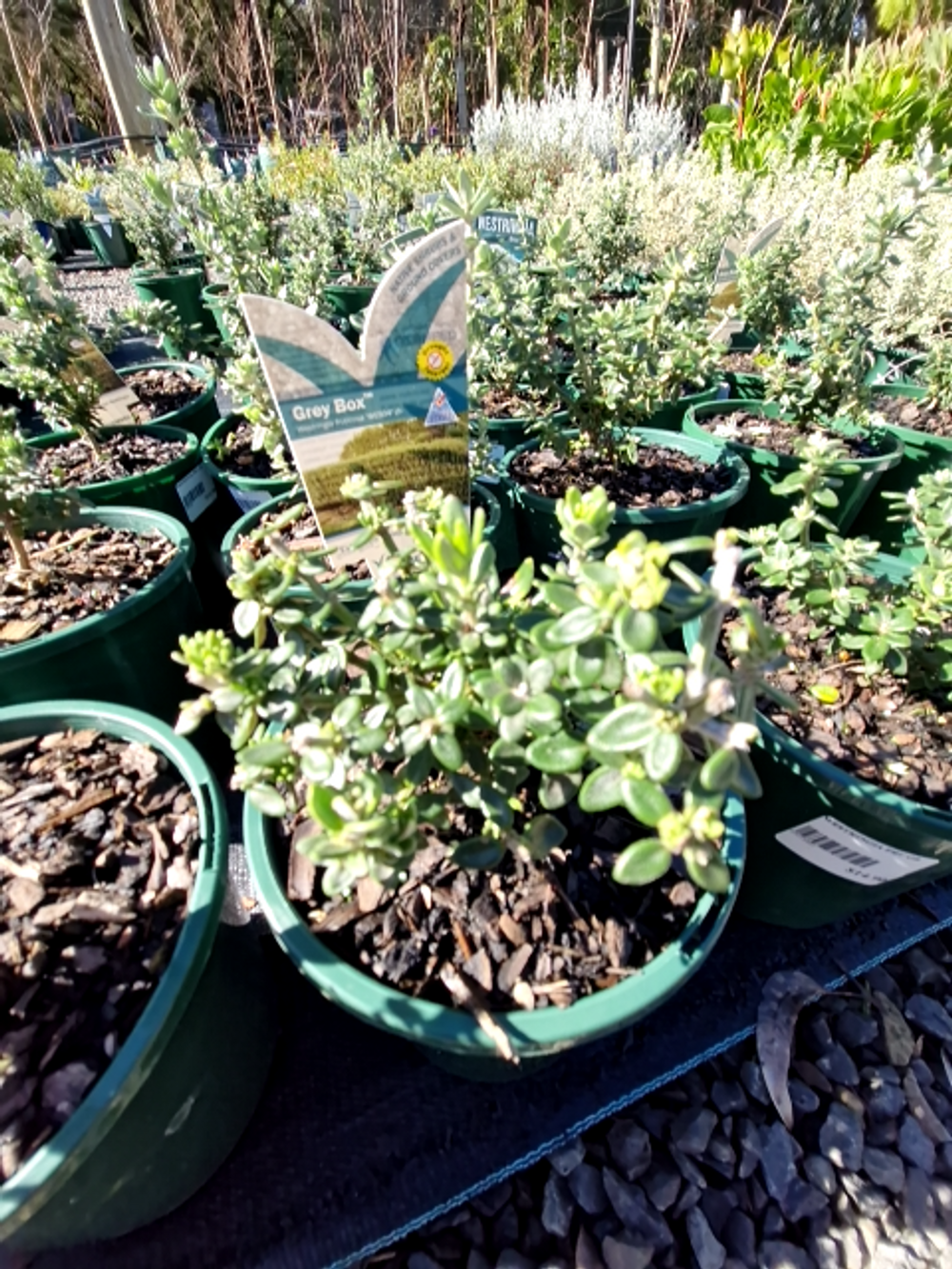 WESTRINGIA FRUTICOSA GREY BOX (14CM)