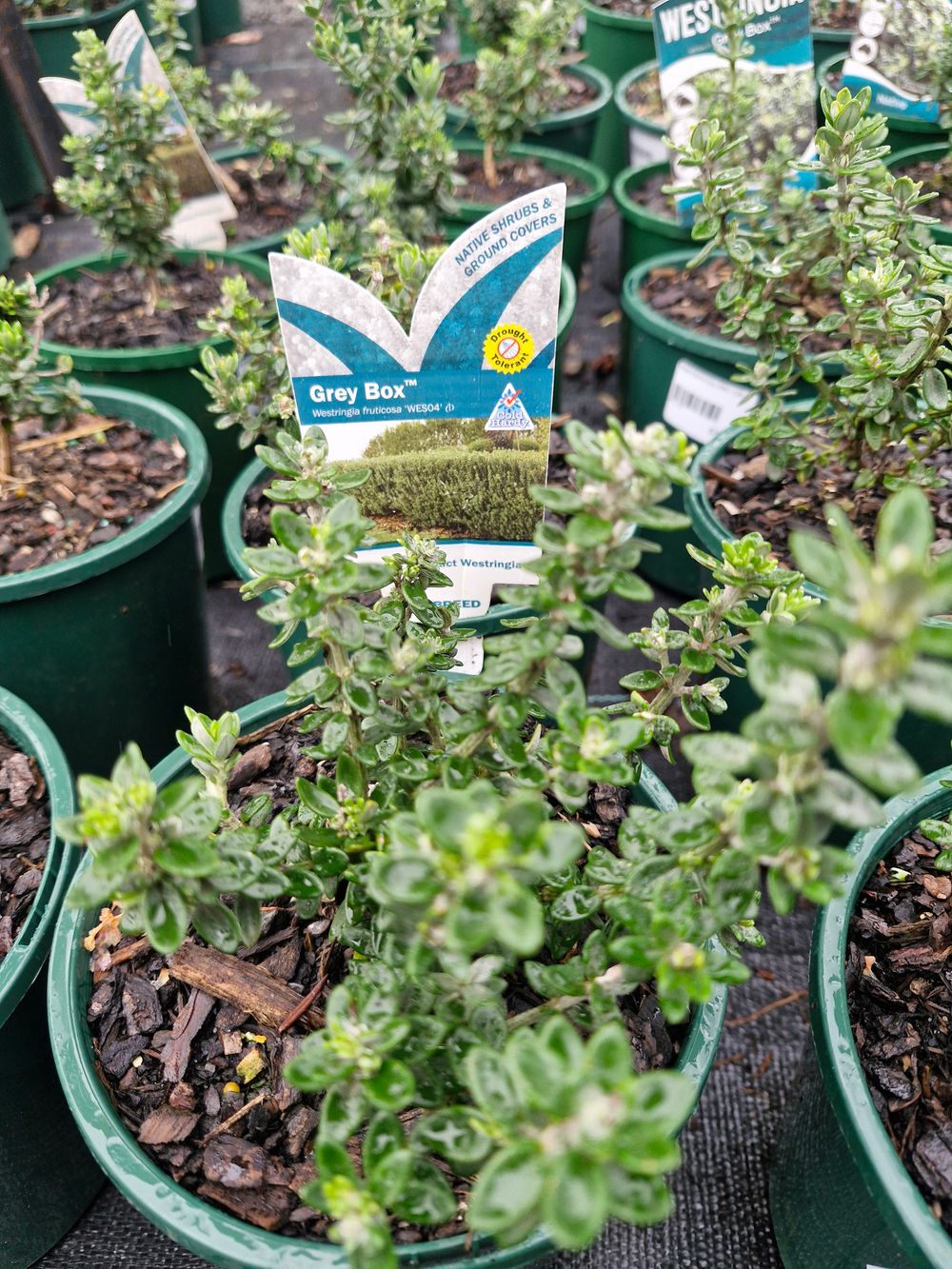 WESTRINGIA FRUTICOSA GREY BOX (14CM)