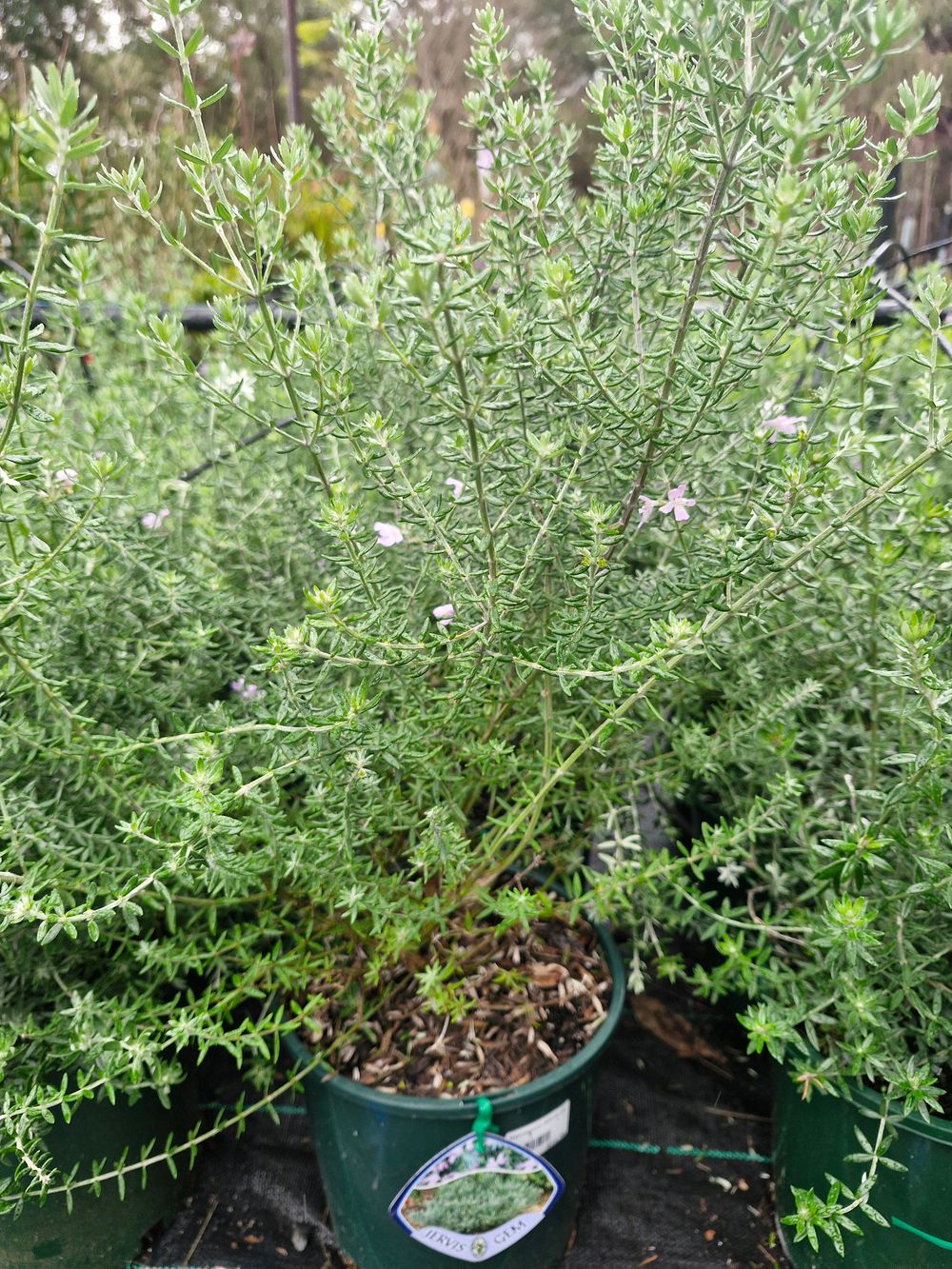WESTRINGIA FRUTICOSA JERVIS GEM (20CM)