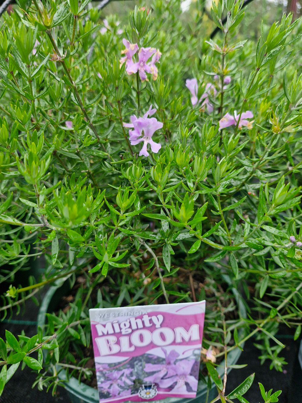 WESTRINGIA FRUTICOSA MIGHTY BLOOM (20CM)