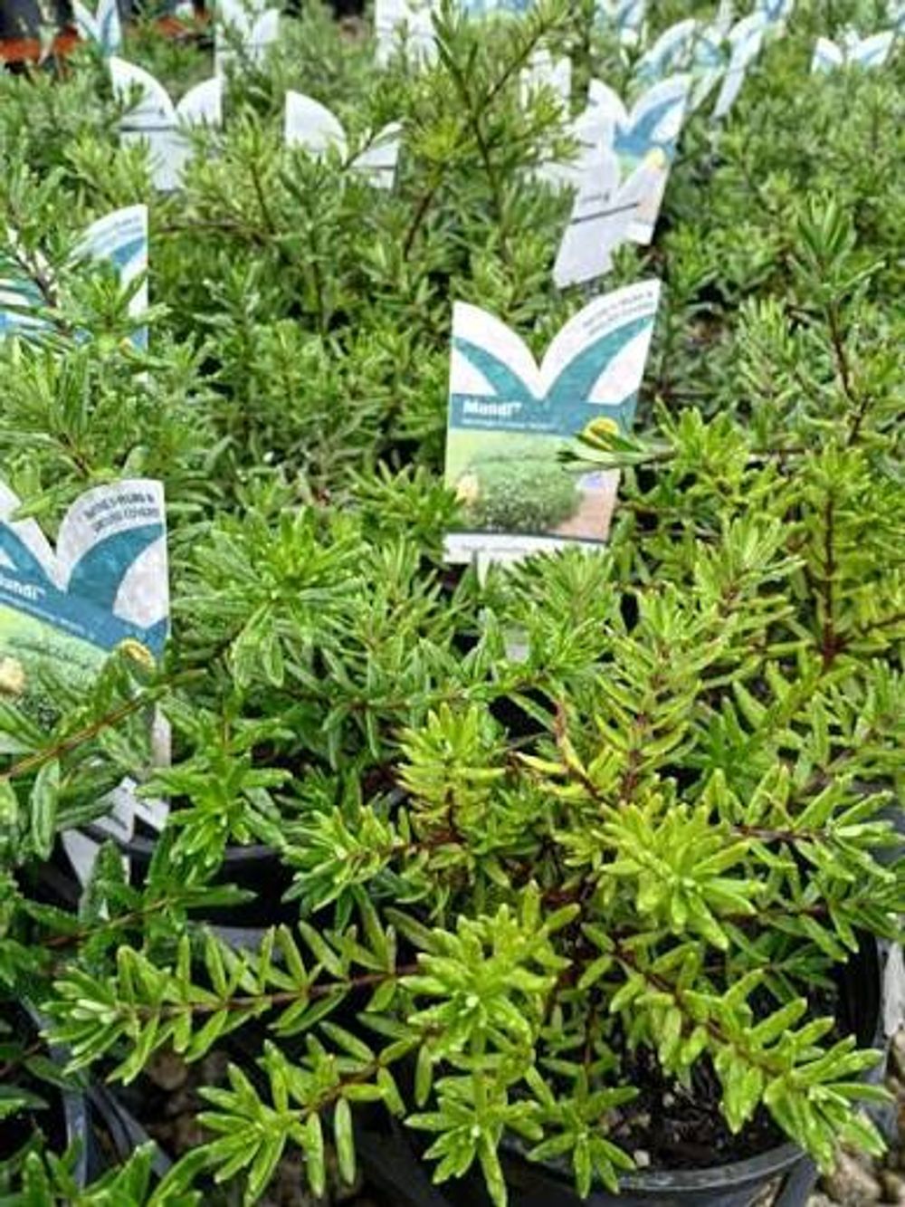 Westringia fruticosa Mundi PBR (14cm)