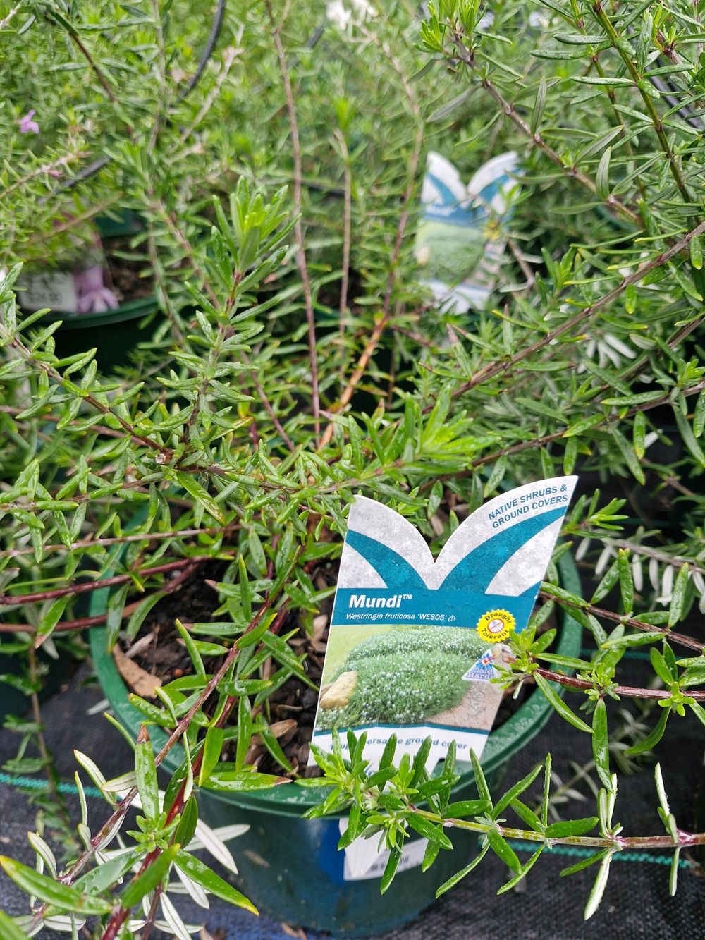 WESTRINGIA FRUTICOSA MUNDI PBR (20CM)