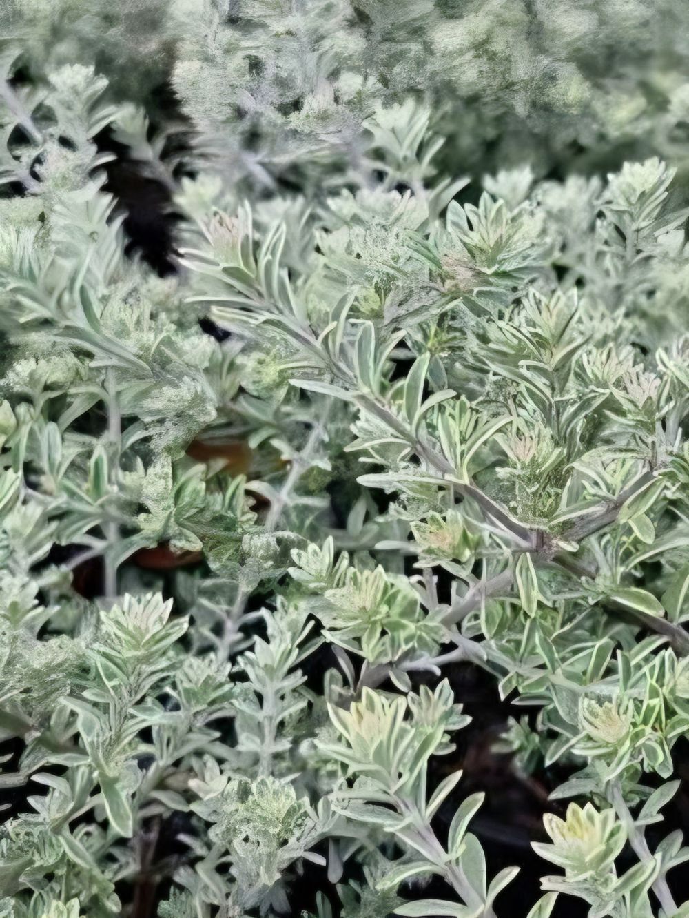 Westringia fruticosa Smokey (14cm)