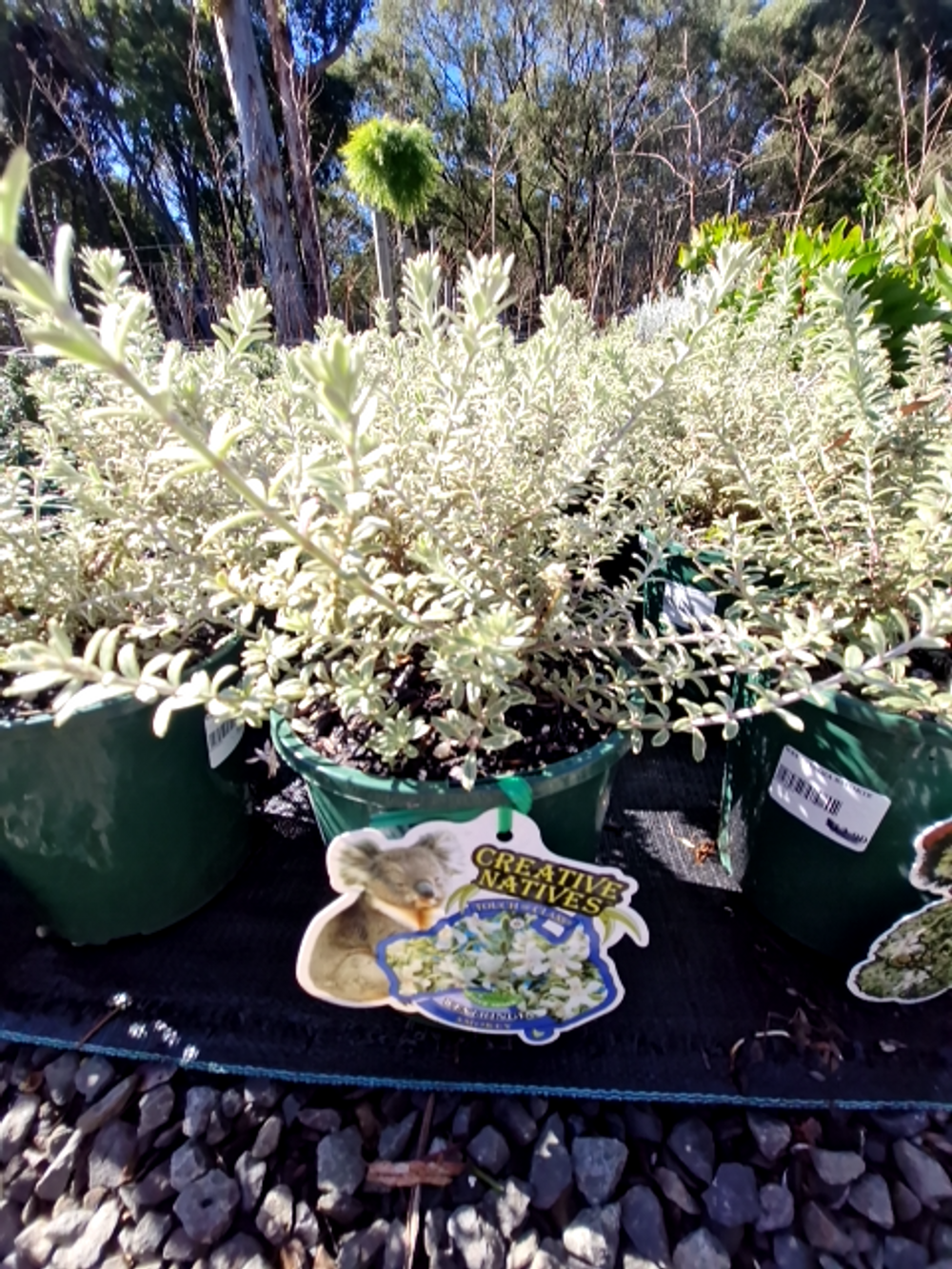 WESTRINGIA FRUTICOSA SMOKIE (14CM)