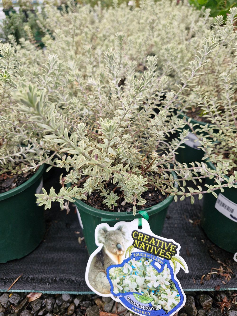 WESTRINGIA FRUTICOSA SMOKIE (14CM)