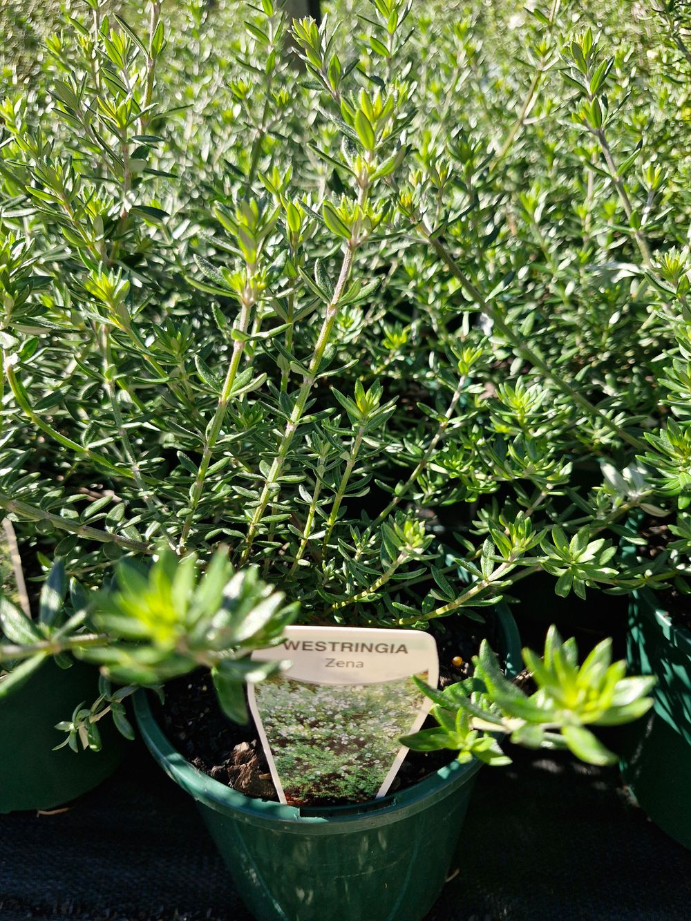 WESTRINGIA FRUTICOSA ZENA (14CM)
